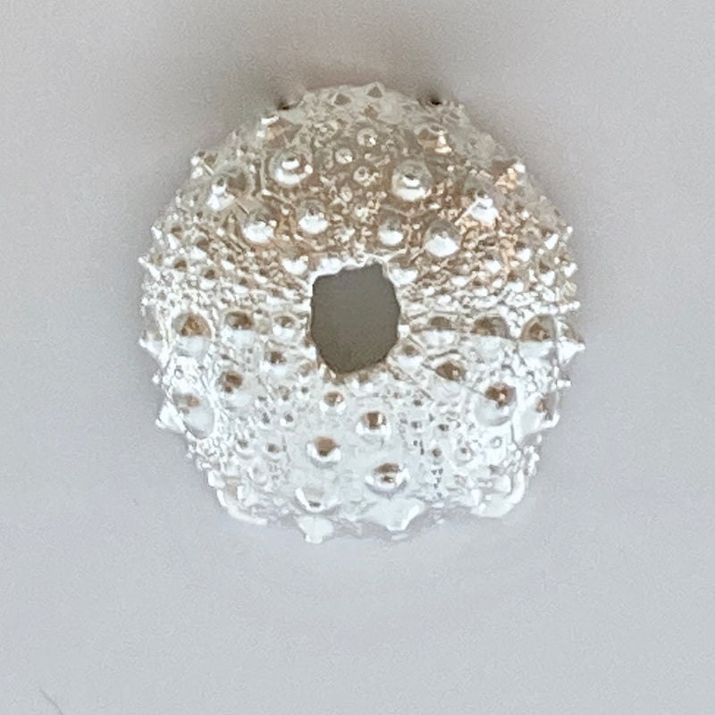 Vibrant Sea Urchin Necklace